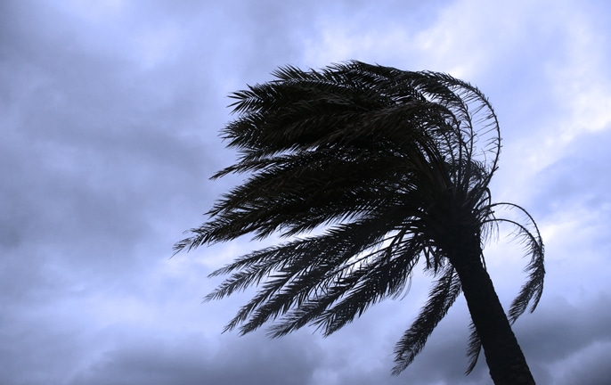 Palm Tree Blowing in Wind for Hurricane French Door Astragal